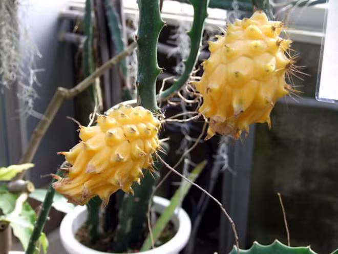 Thanh long vàng còn được trồng làm cảnh.