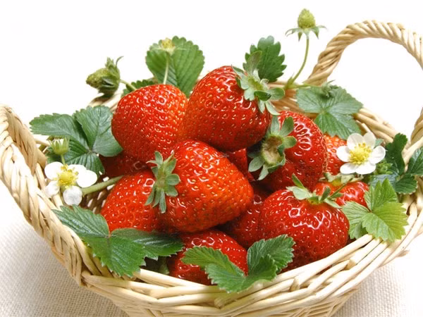 3. Dâu tây Dâu tây chứa nhiều vitamin C, ngăn ngừa sự tạo thành nitrosamine gây ung thư cũng như giảm thiểu các tế bào xấu. Bên cạnh đó, tannin trong dâu tây giúp tăng khả năng phòng chống oxy hóa, giảm thiểu các chất tạo ra ung thư như PAH, aflatoxin... Dâu tây có thể ăn trực tiếp hoặc dùng kèm với sữa chua đều được.