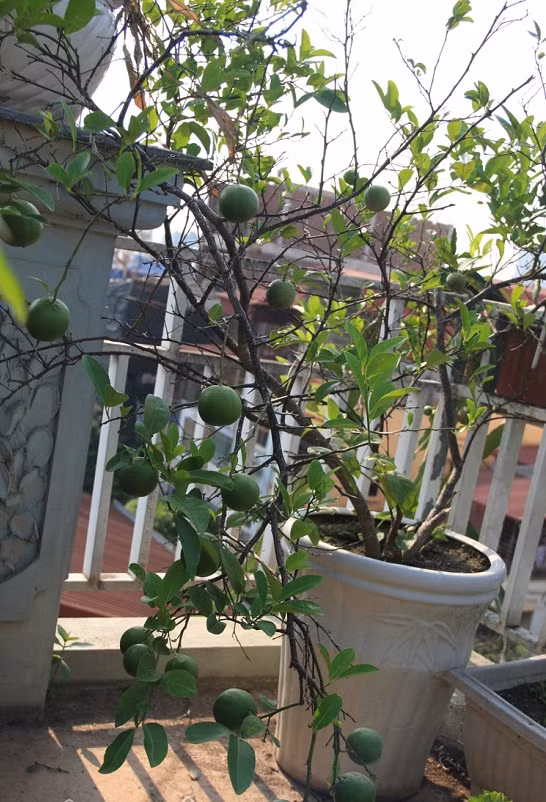 Vườn cây ăn quả gần như phủ kín sân thượng của ngôi nhà 6 tầng và tạo bóng mát giúp gia đình chị có một bầu không khí trong lành ngay giữa một con đường ồn ào, náo nhiệt nơi phố thị.
