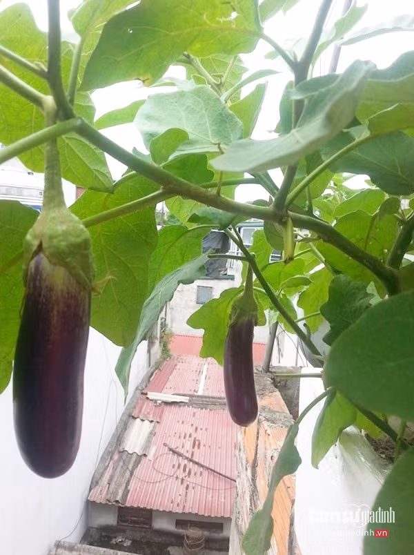 Những quả cà tím sạch không thuốc kích thích, không thuốc trừ sâu của gia đình chị Minh khiến nhiều người phát thèm.