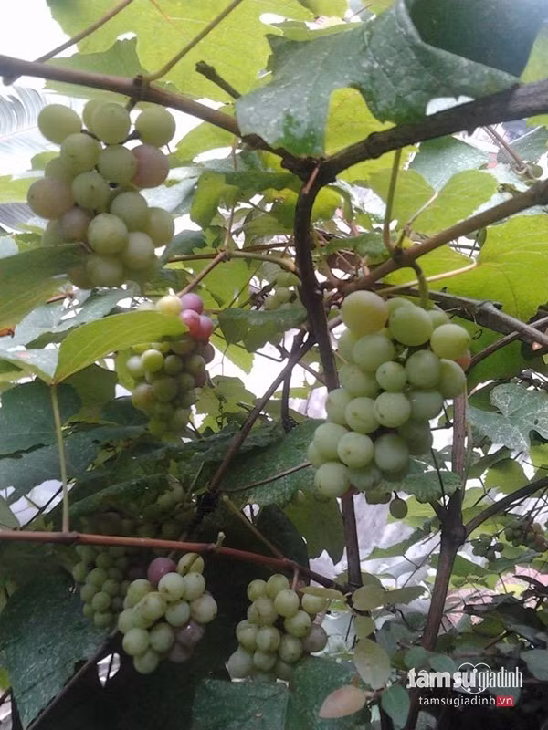 Dù không gian sống của chị đã được phủ một màu xanh tươi mát mắt nhưng mỗi khi rảnh rỗi, chị Minh lại sưu tầm thêm những loài cây, hoa mới và tìm vị trí đặt thích hợp.