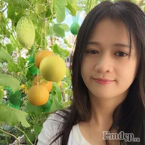 Khoảng sân thượng khá nhỏ nhắn chỉ 15m2 ở quận Phú Nhuận (TP HCM) vẫn luôn ngập tràn màu xanh của rau quả bởi bàn tay khéo léo chăm sóc sớm khuya của cô gái trẻ Lý Hồng Kiều. Cô gái trẻ cho biết gia đình cô rất thích thưởng thức dưa bởi vị ngọt mát, bổ dưỡng nên sẵn có khoảng sân thượng, cô cũng tập tành trồng các loại dưa.