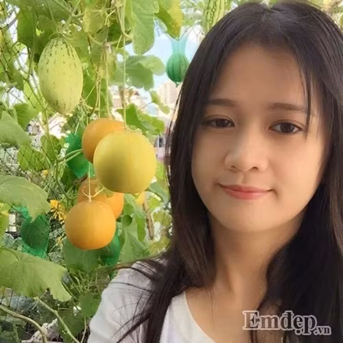 Khoảng sân thượng khá nhỏ nhắn chỉ 15m2 ở quận Phú Nhuận (TP HCM) vẫn luôn ngập tràn màu xanh của rau quả bởi bàn tay khéo léo chăm sóc sớm khuya của cô gái trẻ Lý Hồng Kiều. Cô gái trẻ cho biết gia đình cô rất thích thưởng thức dưa bởi vị ngọt mát, bổ dưỡng nên sẵn có khoảng sân thượng, cô cũng tập tành trồng các loại dưa.