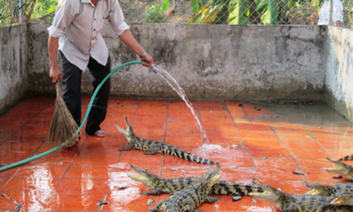 Lo nang nghe buon quai vat duong song o Viet Nam