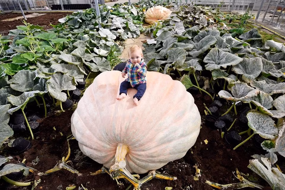 Cặp anh em 59 tuổi đã có kinh nghiệm trồng bí ngô 10 năm và ông Ian thừa nhận nó đã trở thành đam mê của mình. (Nguồn: CCTVNews)