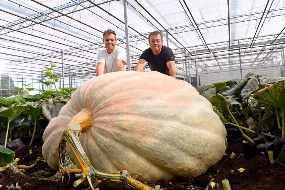 Quả bí ngô đặc biệt này do anh em sinh đôi Ian và Stuart Paton trồng. (Nguồn CCTVNews)