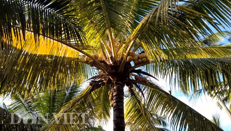 Loại dừa Phú Quý rất dễ trồng ở vùng đất Bến Tre nên chi phí đầu tư ít. Sau khi trồng khoảng 2,5-3 năm, dừa Phú Quý sẽ cho trái say. Một cây có thể có từ 2-3 buồng dừa (khoảng 7-10 trái/buồng), bình quân gần 1 tháng thu hoạch 1 lần.