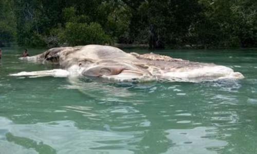 Xac dinh duoc sinh vat bi an dat vao bo Indonesia