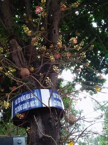 Dung hang gio cho hoa ngoc ky lan rung cau may-Hinh-3