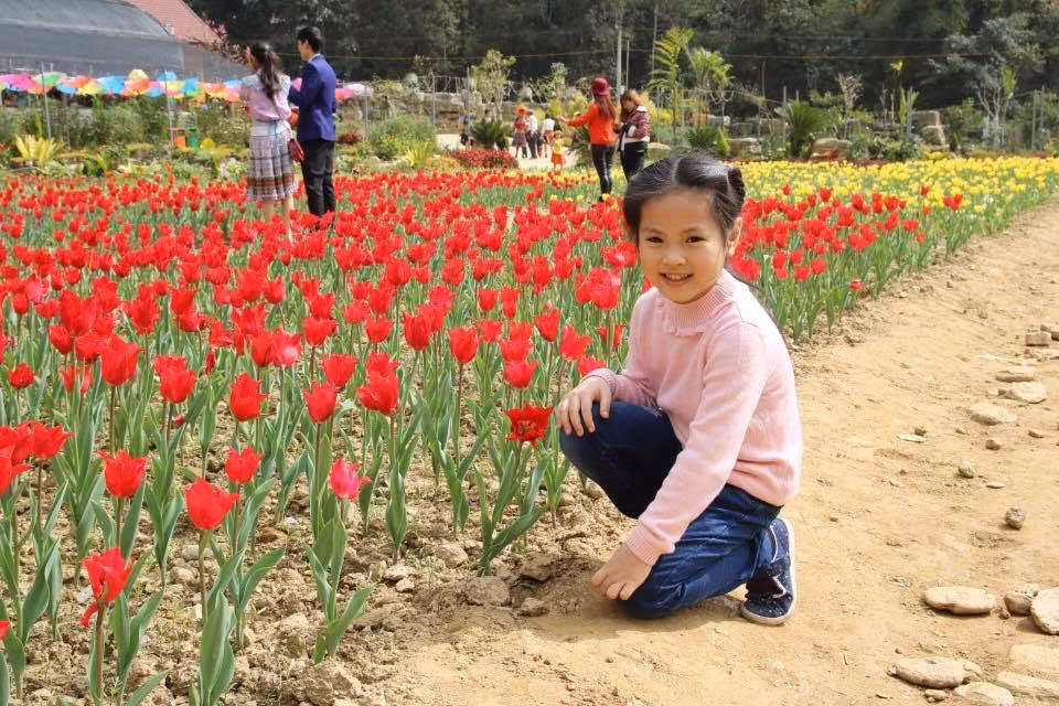 Lạc bước giữa vườn hoa tulip Lào Cai ngỡ mình đang ở xứ sở cối xay gió Hà Lan.