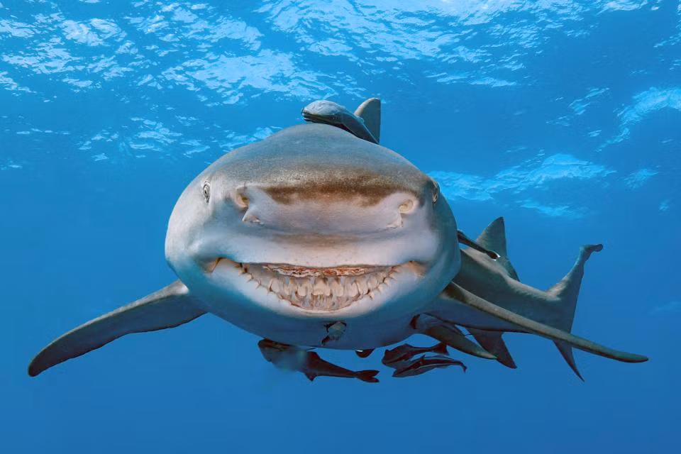 Ca map My nhe rang cuoi nhu “nhan vat” phim hoat hinh