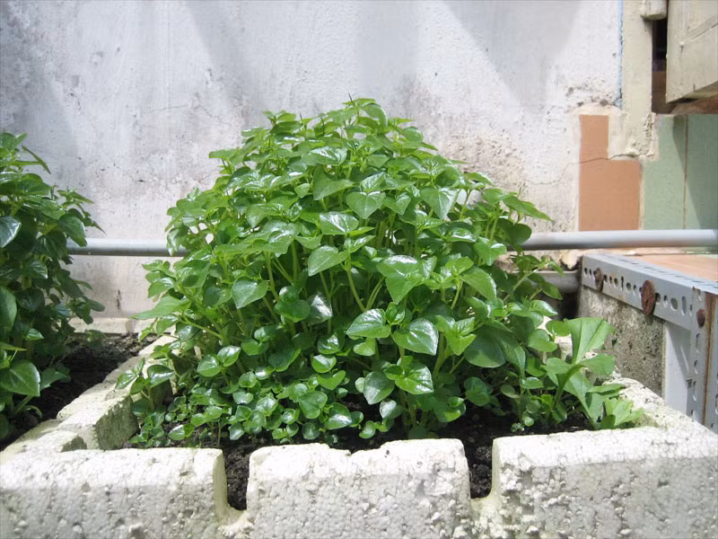 Trong rau cang cua: Rau dac san duoc long thuc khach