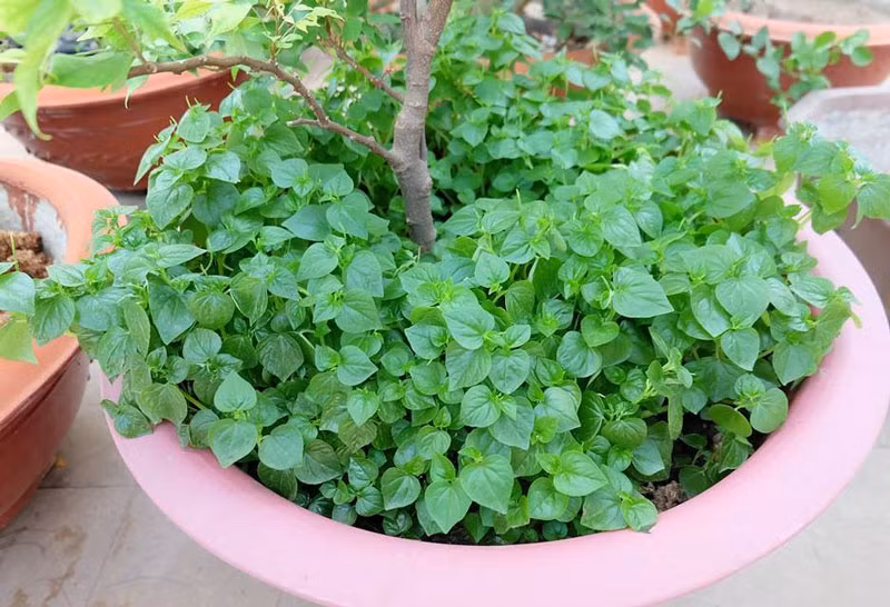 Trong rau cang cua: Rau dac san duoc long thuc khach-Hinh-3