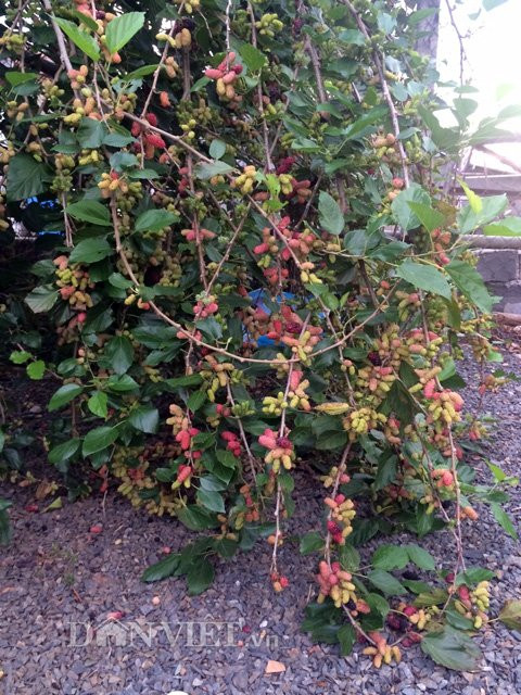 Có người cũng xin cắt một, hai cành (hom) để về trồng.