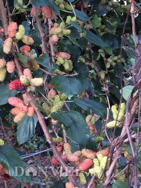 Được biết, sau mỗi vụ thu hoạch, anh Hiệp thường hay dùng dâu để ngâm rượu hoặc tặng anh em, bà con dùng để ăn hoặc ngâm rượu uống chống đau nhức hay làm mứt…