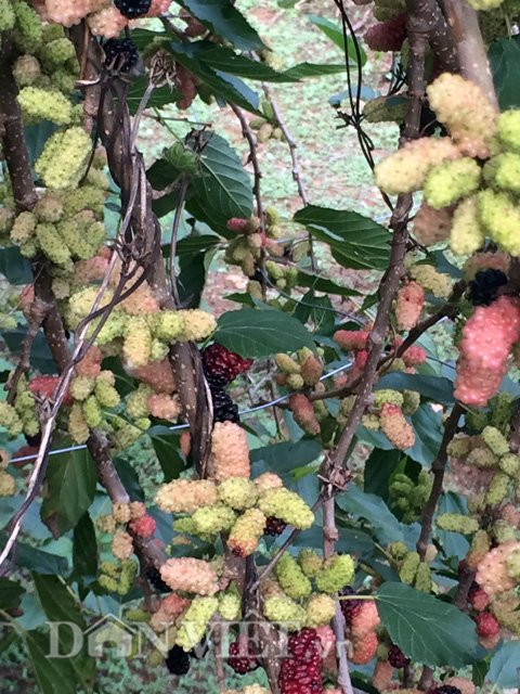 "Vì là cây nhà lá vườn nên ai xin tôi cũng cho”, anh Hiệp nói.