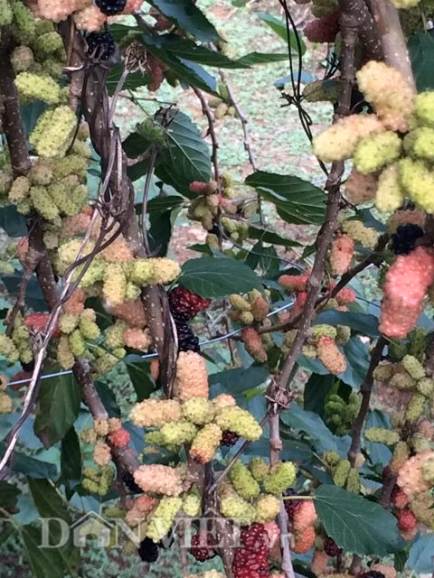 "Vì là cây nhà lá vườn nên ai xin tôi cũng cho”, anh Hiệp nói.