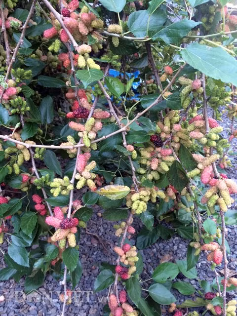 Cũng theo anh Hiệp, để “ép” cây dâu ra nhiều trái thì có thể tuốt bớt lá, dù vậy anh cũng không siêng tuốt lá vì lượng trái ra quanh năm cũng đã… đủ dùng.