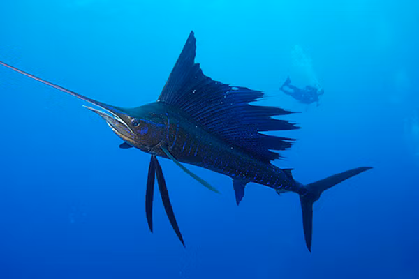 2. Cá buồm ( Sailfish) 109 km/h Cá buồm là loài cá bơi nhanh thứ hai dưới đại dương, chúng có thể bơi với tốc độ lên đến 109 km/h. Cá buồm có chiều dài từ 1,2 đến 1,5 m trong vòng 1 năm và tuổi thọ trung bình là 10 năm. Loài cá này rất hiếm khi có chiều dài quá 3 m và nặng 100kg . Chúng có màu xanh lam hoặc xám và vây lưng giống như 1 cánh buồm.