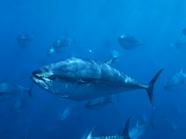 5. Cá ngừ vây xanh Đại Tây Dương (Southern Bluefin Tuna) 76 km/h Cá ngừ vây xanh có thể nặng lên đến 450 kg và có thể bơi với tốc độ lên đến 76 km/h, chúng sống ở độ sâu 1,200 m và có thể sống được 40 năm. Một con cá ngừ vây xanh nặng 136 kg, dài 2,1 m có thể bán được 36 tỷ đồng.