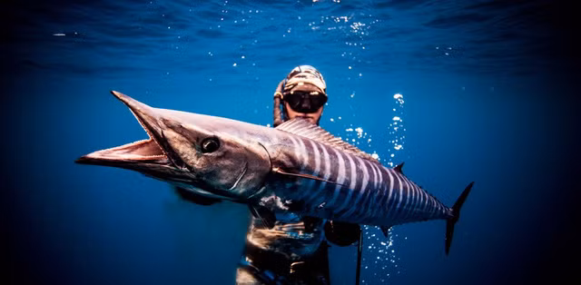 4. Cá thu Wahoo (Wahoo) 78 km/h Cá thu Wahoo hay còn gọi là cá thu ngàng, cá thu hũ thân hình rất dài, con dài nhất lên đến 2,5 m và nặng 83 kg. Loài này bơi trong nước với vận tốc 78 km/h. Chúng thường sống ở xa bờ với độ sâu từ 0 đến 15 m các vùng biển nhiệt đới.