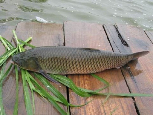 Nhung mon an ngon nhung chua chat do chet nguoi