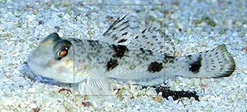 Nhung mon an ngon nhung chua chat do chet nguoi-Hinh-2