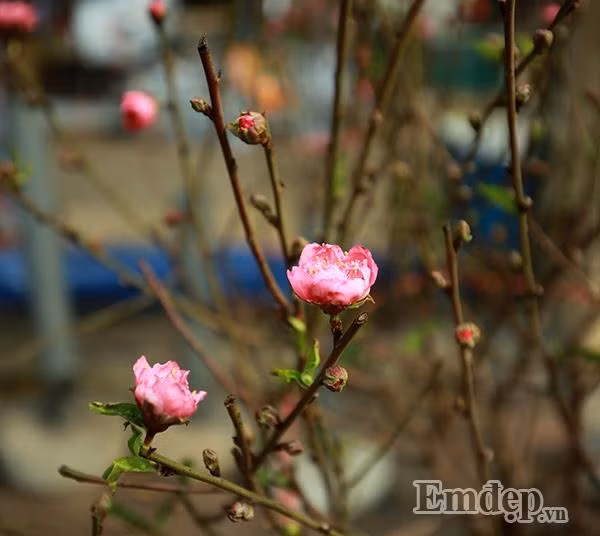 Theo người trồng đào, năm nay; bích đào được cho thắm sắc hơn mọi năm.