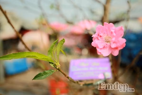 Lá cây xanh non, tươi tốt bên hoa đào.