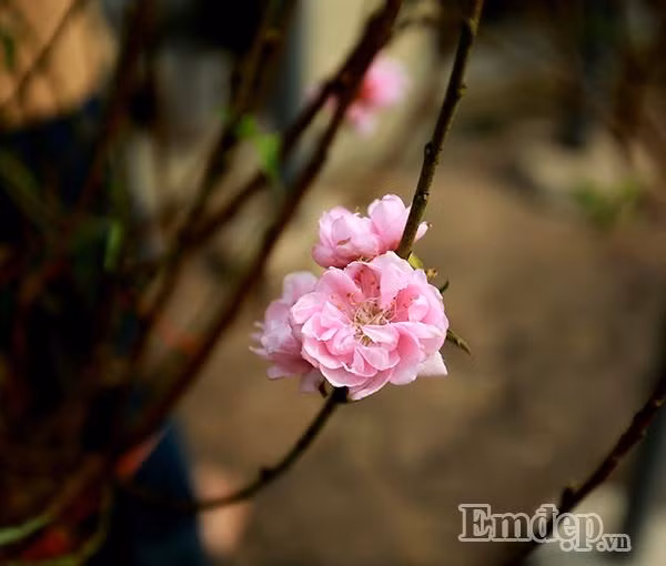 Đào phai khoe sắc trong những ngày giữa tháng 12 Dương lịch.