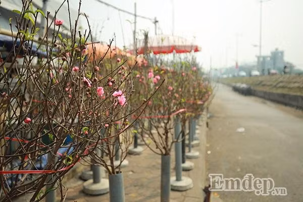 Còn khoảng 1,5 tháng nữa mới tới Tết Nguyên đán Đinh Dậu, nhưng những ngày này, tại chợ hoa Quảng An (Tây Hồ, Hà Nội) đã lác đác xuất hiện một vài cành đào nở sớm phục vụ người chơi. Theo tìm hiểu, mỗi cành đào có giá từ 50.000 đồng - 150.000 đồng tùy thuộc vào kích thước. Bà Bình - một chủ vườn đào ở Nhật Tân và đang bán hoa đào tại chợ Quảng An (Tây Hồ, Hà Nội) cho biết, để có đào nở sớm người trồng phải áp dụng một số kĩ thuật khó để kích thích đào nở. "Hiện tại chỉ có mấy hộ trồng đào ở Nhật Tân kích thích cho đào nở sớm phục vụ người dân. Thời điểm đào bắt đầu "rộ" cũng phải tới Tết Dương lịch", bà Bình cho biết thêm.