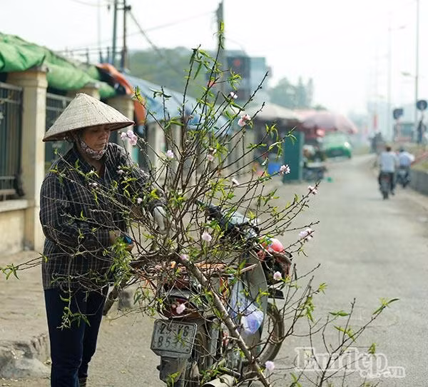 Thời điểm hiện tại, đào bán có giá hơn so với sát Tết Nguyên đán.