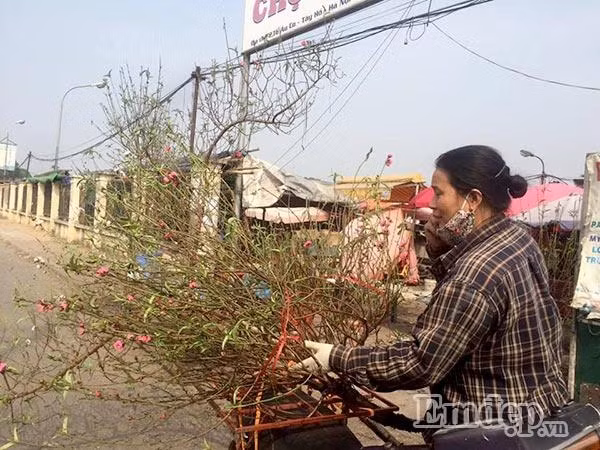 Người trồng đào tất bật chở hoa mang ra chợ bán.