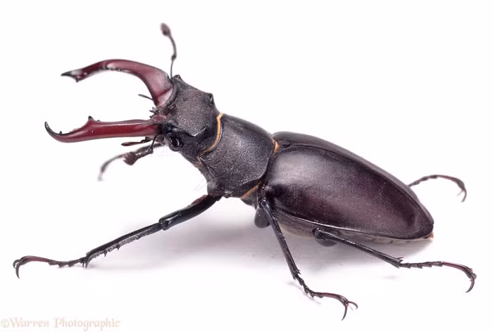 5. Bọ cánh cứng Stag Beetle Nuôi một con bọ cánh cứng làm thú nuôi đã là sở thích hiếm thấy, bỏ 90.000 USD để mua 1 con bọ cánh cứng thì lại càng “quái dị”. Nhìn qua con vật dài chưa tới 10cm này chẳng có gì đặc biệt, thế nhưng sự độc đáo của cơ thể kết hợp với mức độ khan hiếm của chúng đã được giới thượng lưu rất ưa chuộng và sẵn sàng “đốt tiền” để mang một con trong họ côn trùng này về làm thú cưng.