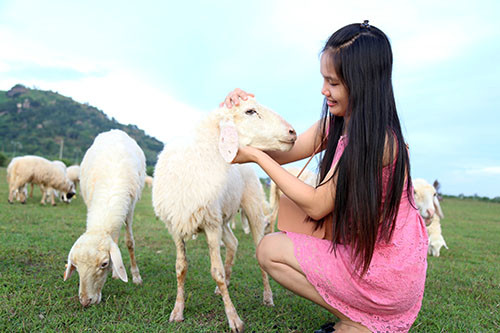 Nhiều bạn trẻ thích thú vui đùa cùng những chú cừu