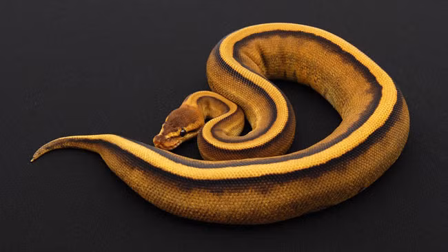 9. Trăn Striped Nuôi trăn làm thú cưng thực sự là một sở thích dũng cảm. Các loại trăn thường sẽ có giá không quá 100 USD, tuy nhiên nếu muốn sở hữu 1 chú trăn Striped này, bạn sẽ phải bỏ ra ít nhất là 11.000 USD.