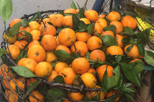 Quýt Trung Quốc.