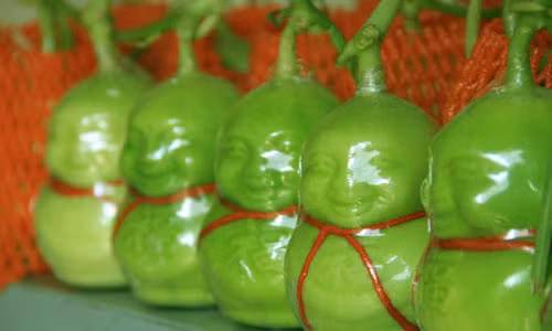 Dưa lê Thần tài Trung Quốc