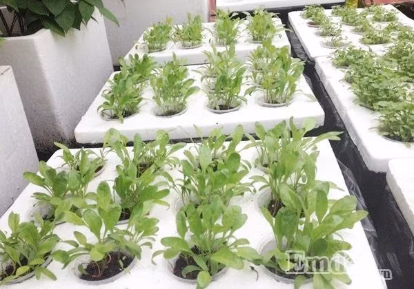 Khoảng sân thượng nhà chị Nhung rộng 60m2 nhưng được chống nóng bằng tôn, chỉ có phần trên bếp và nhà tắm là trần ngang nên chị tận dụng khoảng diện tích rộng 15m2 đó để trồng. Thời gian đầu, chị xin vài thùng xốp ở hàng hoa quả về trồng đậu đũa, đậu cô ve và mướp đắng. Tuy nhiên, cây lớn mà không cho thu hoạch vì chị để ít đất, chỉ có đất phù sa mà không trộn hay tưới phân gì. Mục đích ban đầu là để 2 mẹ con cùng lao động nên cây lớn cũng đã thấy vui. Đến tháng 10 năm ngoái, chị quyết định mở rộng diện tích trồng và đa dạng các loại rau, vì thời gian này chị Nhung bận làm luận văn nên toàn thời gian ở nhà, ban đêm học, ngày có hôm đi làm, có hôm không, vì vốn chị làm giáo viên nên dạy theo lịch.