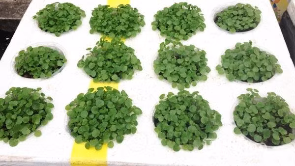 Tuy nhiên, do không biết về mùa vụ trồng nên chị trồng nhiều loại rau trái vụ, rau không lớn, chị không thu hoạch được nhiều. Chị Nhung chia sẻ: 'Vào mùa đông nên mình chỉ thu hoạch được các thùng trồng rau cải (cải mào gà, cải bó xôi), và xà lách, các loại rau thơm. Đặc biệt các loại cây ăn quả như cà chua, dưa chuột mình cũng thử trồng thủy canh tĩnh nhưng thất bại, khi cây lớn bắt đầu cho quả thì cây chết do thối rễ. Mình tiếp tục tìm hiểu trên mạng và đã được những người có kinh nghiệm trồng rau sạch chia sẻ thêm. Mình học hỏi được cách pha dung dịch thủy canh nên tự pha mà không mua sẵn nên chi phí rất rẻ'.