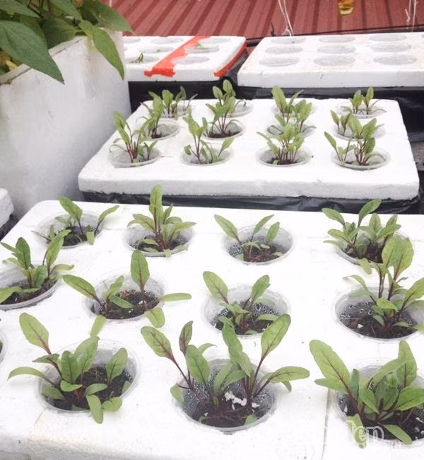 Chị Nhung cho biết chị chuyển sang trồng rau thổ canh và tưới dung dịch thủy canh với các loại cây ăn quả cho thu hoạch rất tốt. Dưa chuột chị trồng vài cây mà cả nhà ngày nào cũng có dưa ăn không hết. Đặc biệt là đậu đũa rất sai và ngọt. Cây mướp hương trồng trong thùng sơn nhưng cũng cho tới hơn 50 quả. Rau quả nhiều khi ăn không hết còn mang cho chủ nhà và bạn bè.