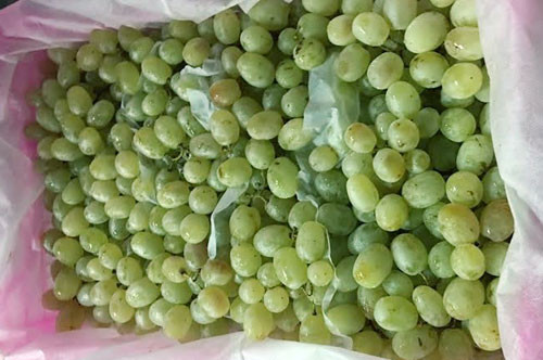 Nho Trung Quốc nhập về Việt Nam có hai loại: nho đỏ và nho xanh. Các loại nho này rất hay bị tiểu thương các chợ nhập nhèm là nho Ninh Thuận.