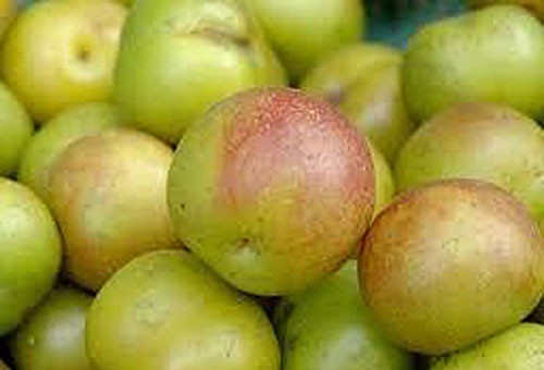 Mận cơm đường, mận tím khổng lồ Trung Quốc đều được nhập rất nhiều về Việt Nam.