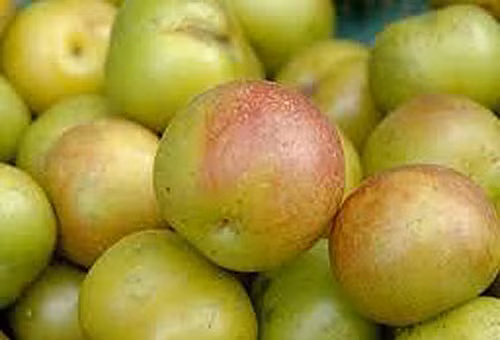 Mận cơm đường, mận tím khổng lồ Trung Quốc đều được nhập rất nhiều về Việt Nam.