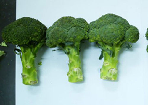 Súp lơ Trung Quốc.