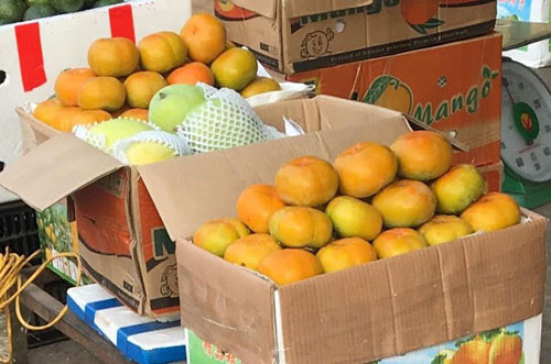 Hồng Trung Quốc cũng có hai loại, hồng vuông và hồng tròn trái dài.