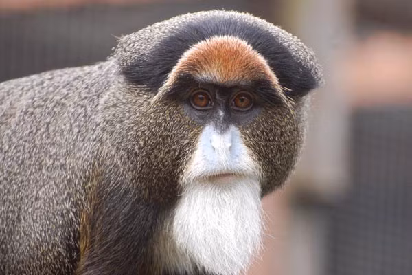 10. Khỉ De Brazza’s De Brazza’s là một trong những giống khỉ hiếm nhất trên thế giới có thể nuôi để làm thú cưng (tuy nhiên sở hữu riêng một chú khỉ loại này ở châu Âu hoặc Bắc Mỹ có thể sẽ bị đi tù). Giống khỉ này có nguồn gốc từ Tây Phi, có tuổi thọ trung bình là 22 tuổi. Mỗi con khỉ De Brazza’s có giá bán rơi vào khoảng 9.000 USD. Sở dĩ có giá cao vậy bởi chúng rất hiếm, đặc biệt loại linh trưởng này còn có cơ mặt khá linh hoạt, khuôn mặt sẽ biến đổi tùy theo tâm trạng vô cùng độc đáo.