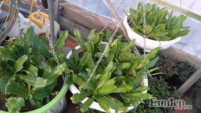 Ngoài ra, chị Mai Anh còn trồng các loại rau gia vị