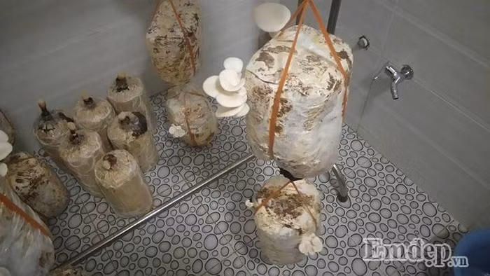 Chị Mai Anh dành một góc để trồng nấm.