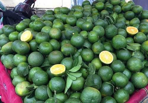 Cam bóc vỏ, cam lòng vàng, cam canh của Trung Quốc đều được nhập về Việt Nam. Hiện trên thị trường có rất nhiều cam canh Tàu, giá bán lẻ vô cùng rẻ, chỉ 8.000-10.000 đồng/kg.